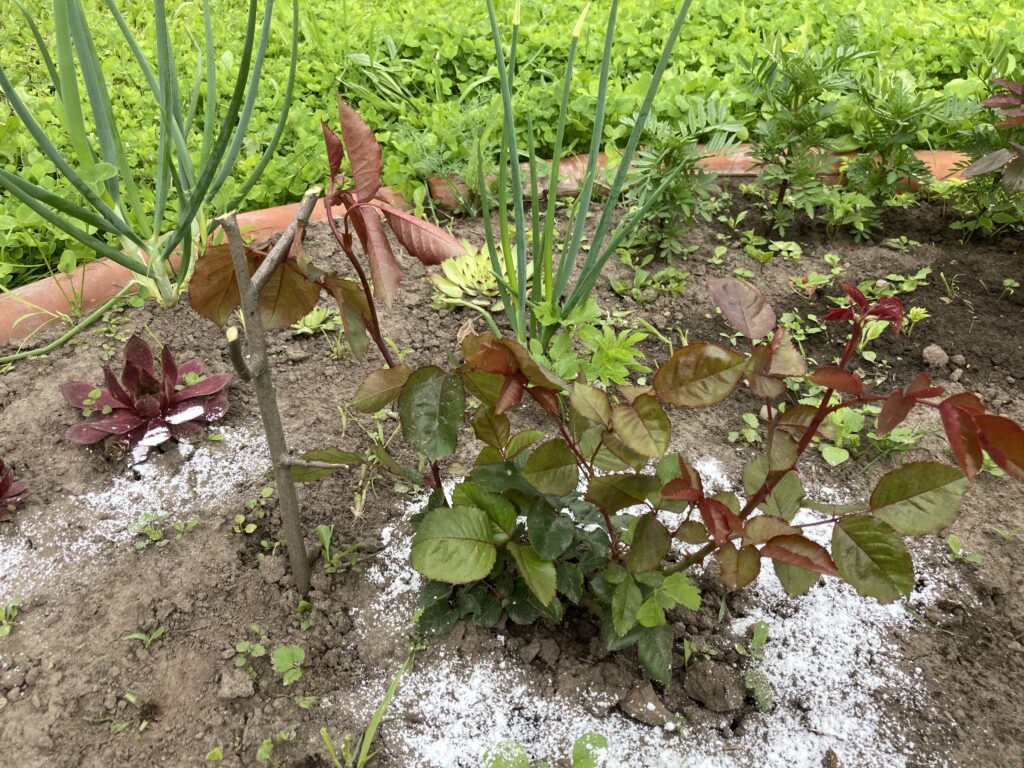 rose bush