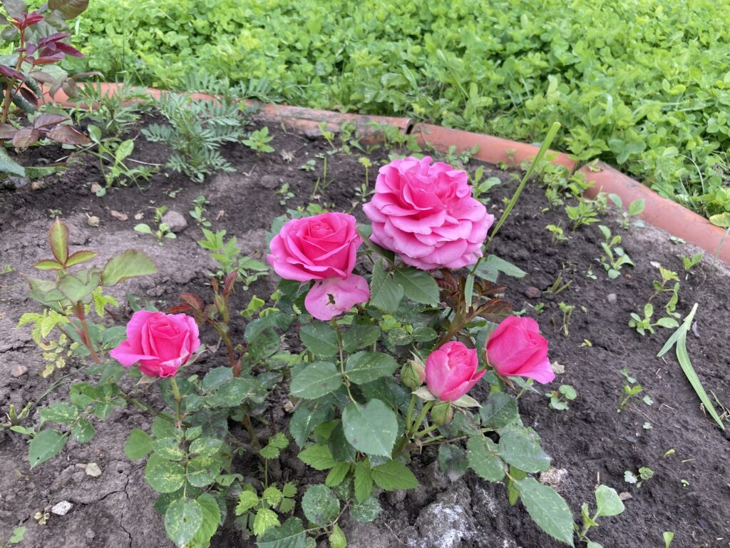 pink rose bush