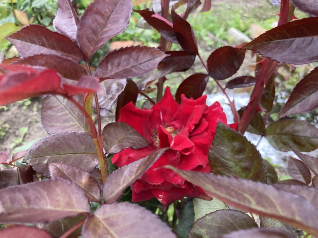 red rose