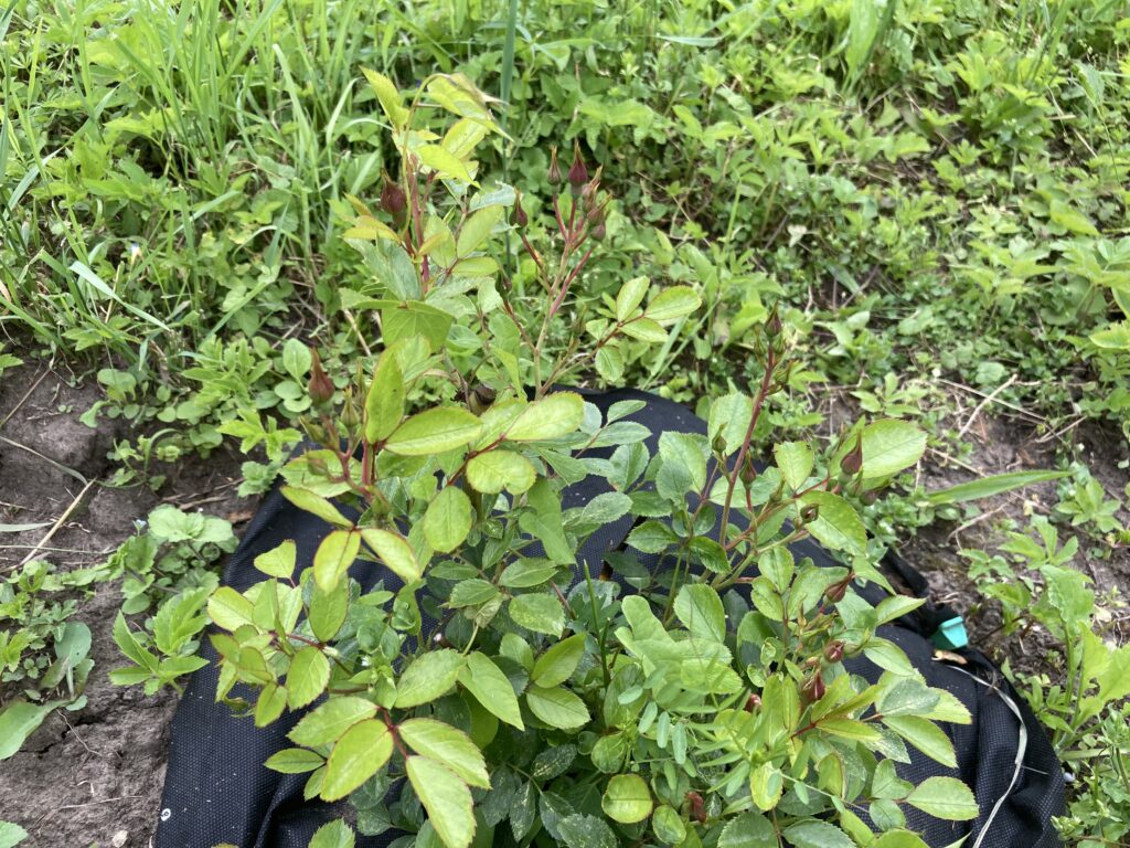 climbing rose getting ready to bloom