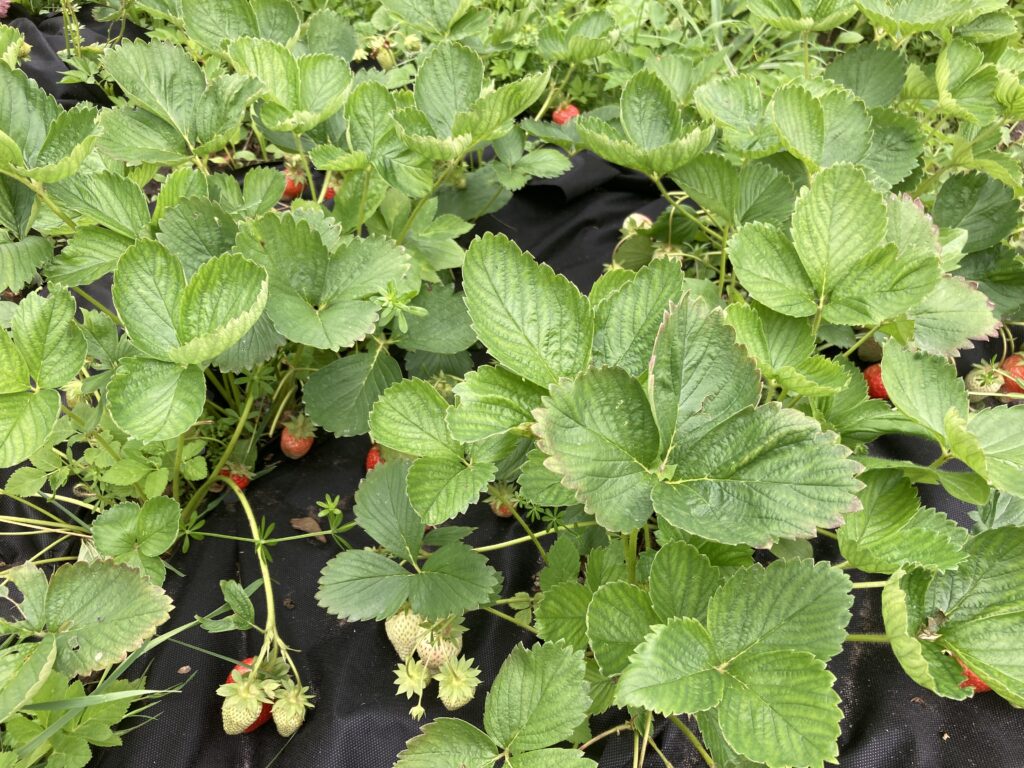 strawberries