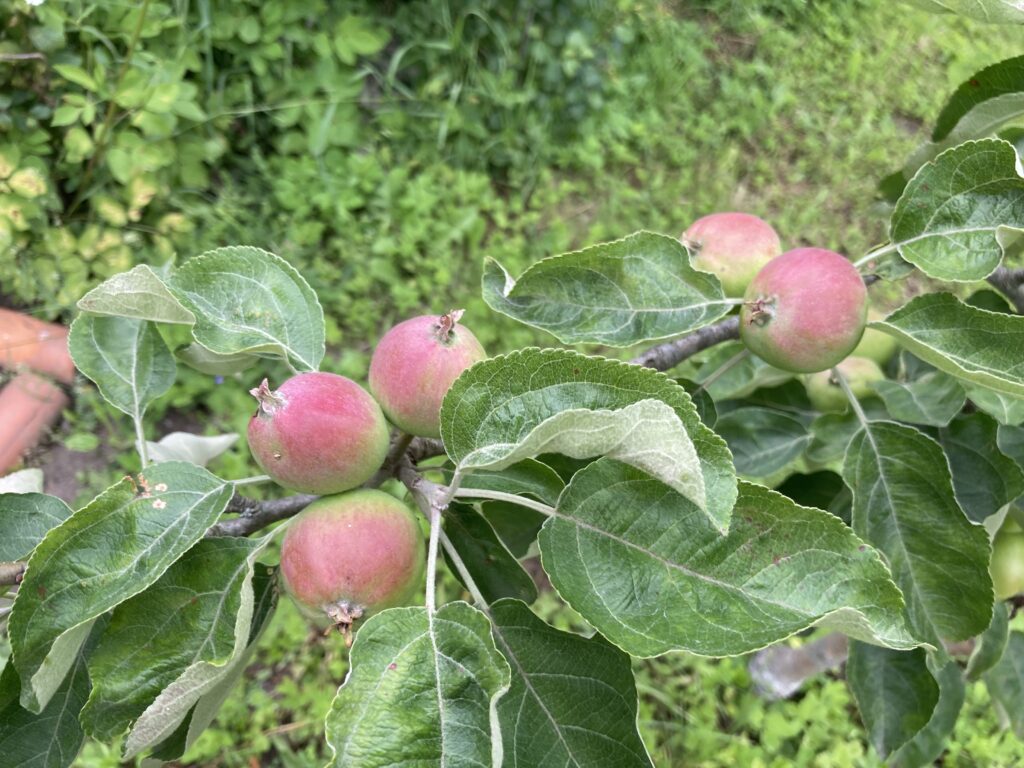 apples