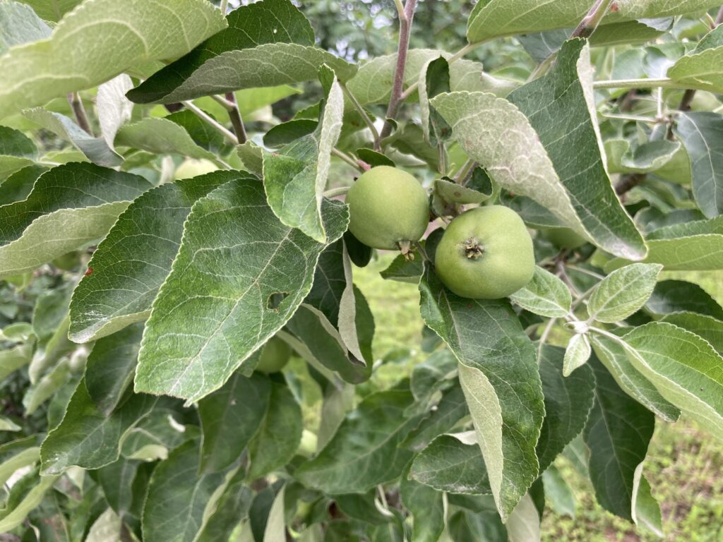 apples