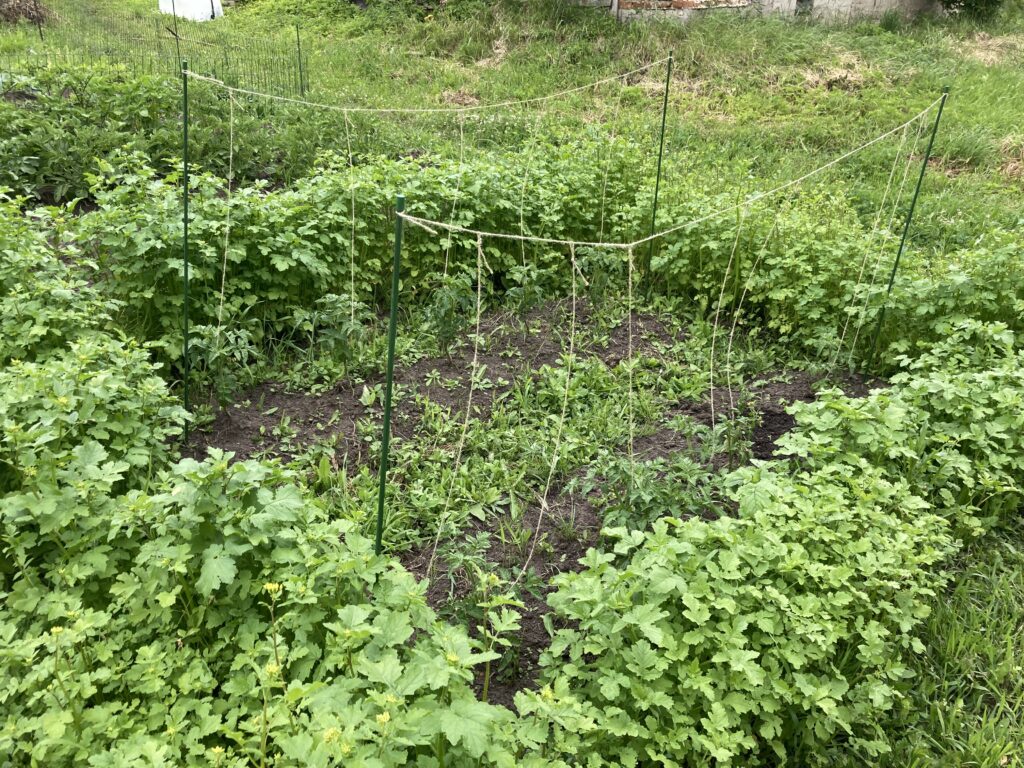 tomatoes and mustard