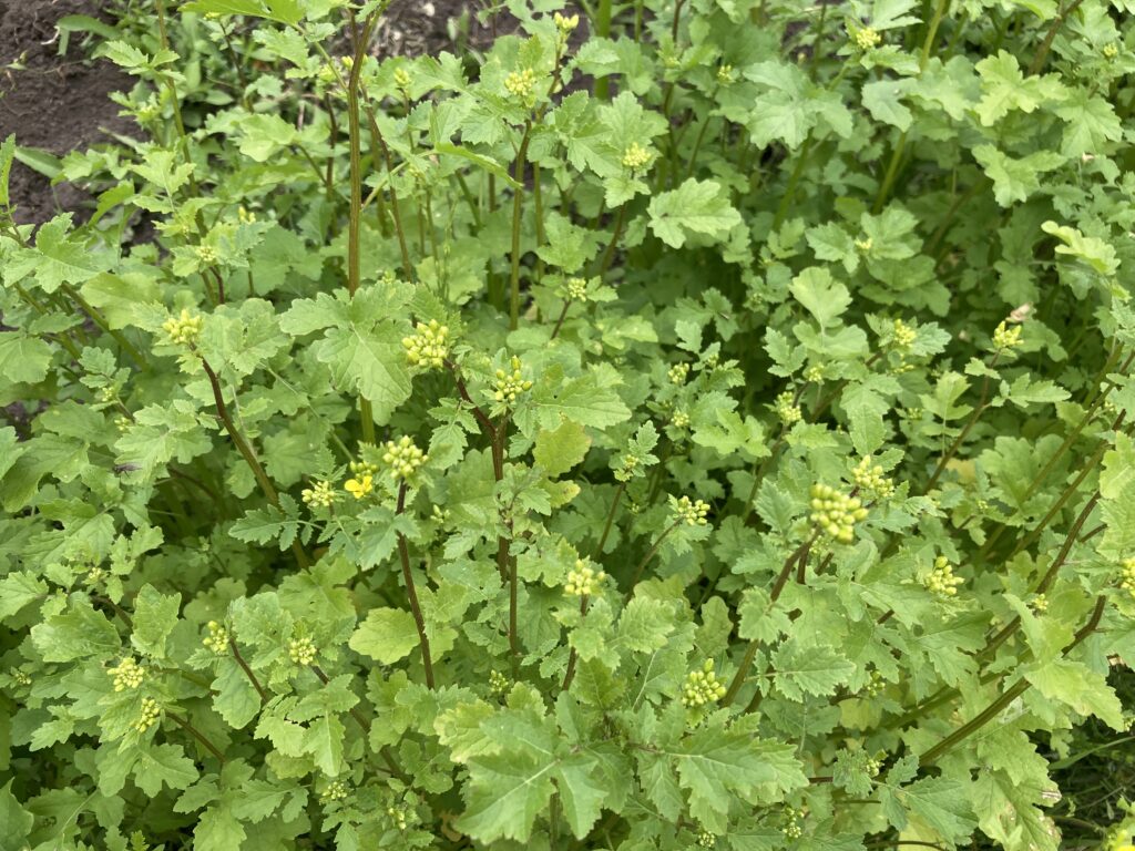 mustard