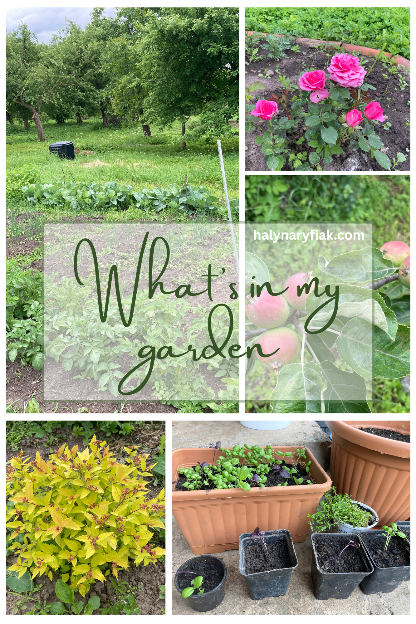 What’s in my garden: An abundance of mint and strawberries