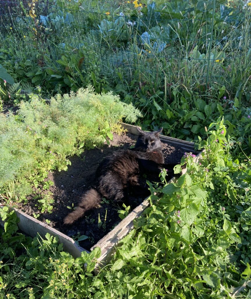 black cat laying in the middle f vegetable garden bed