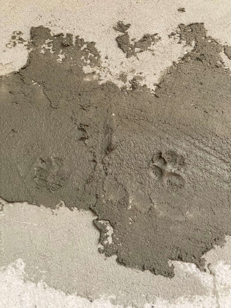 wet concrete with cat paw prints