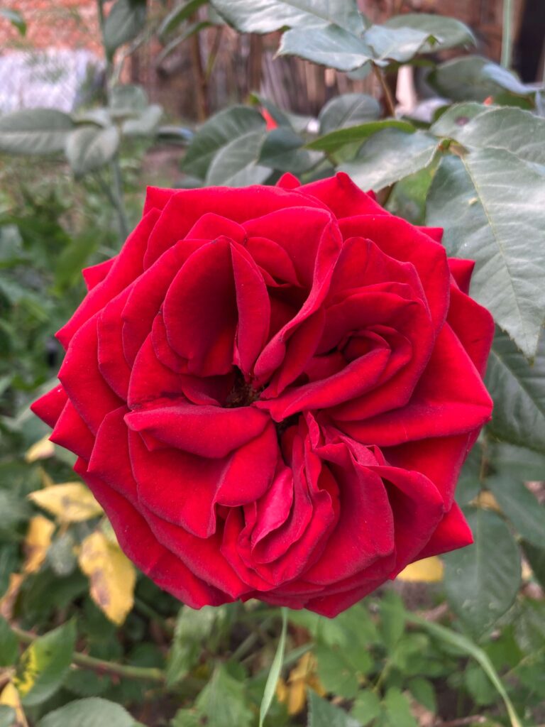 red rose close-up